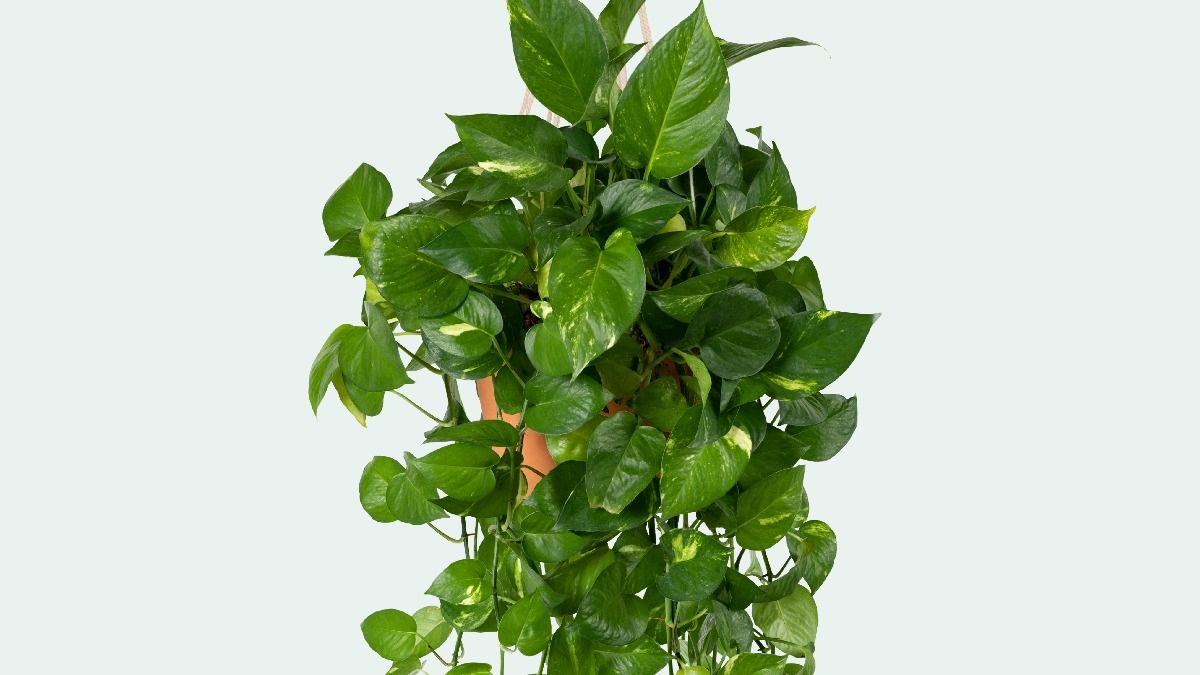 Marble Pothos indoor hanging plant