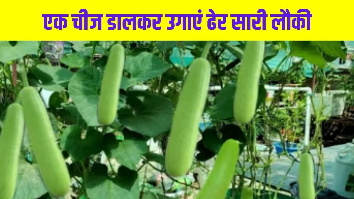 How to Grow Bottle Gourd