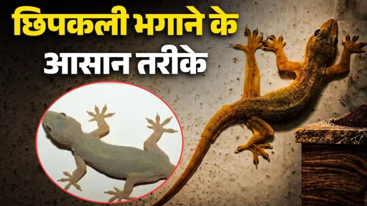 Chipkali Bhagane ka Tarika