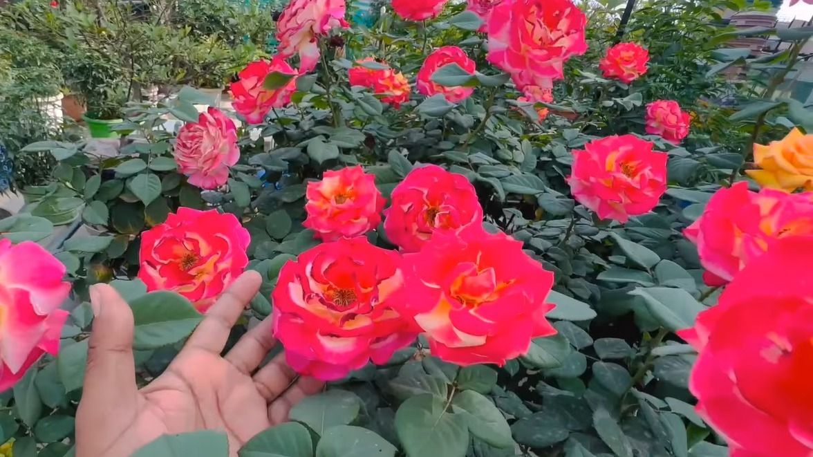 rose plant Growth