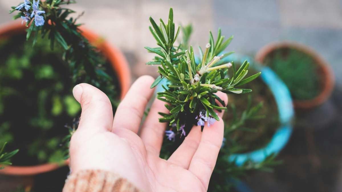 Rosemary farming 