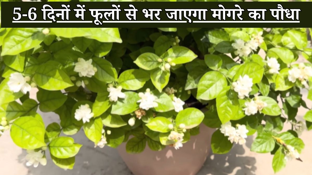 5-6 दिनों में फूलों से भर जाएगा मोगरे का पौधा