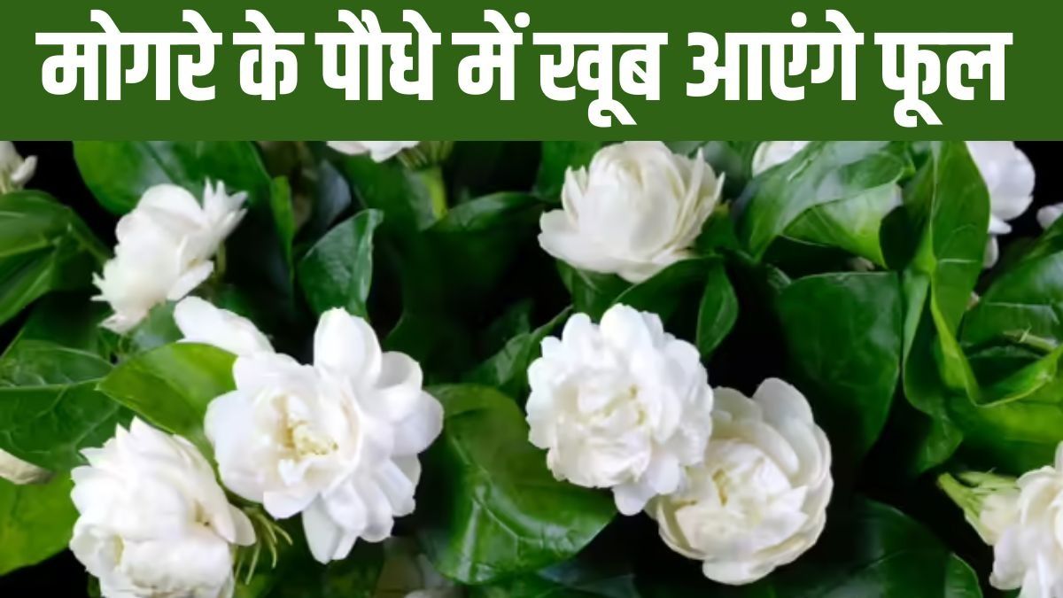 Gardening Tips for Mogra