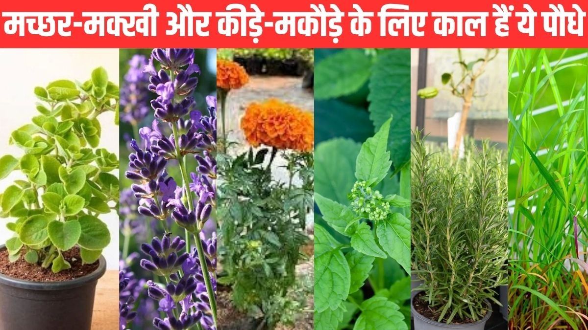 Plants that Repel Insects