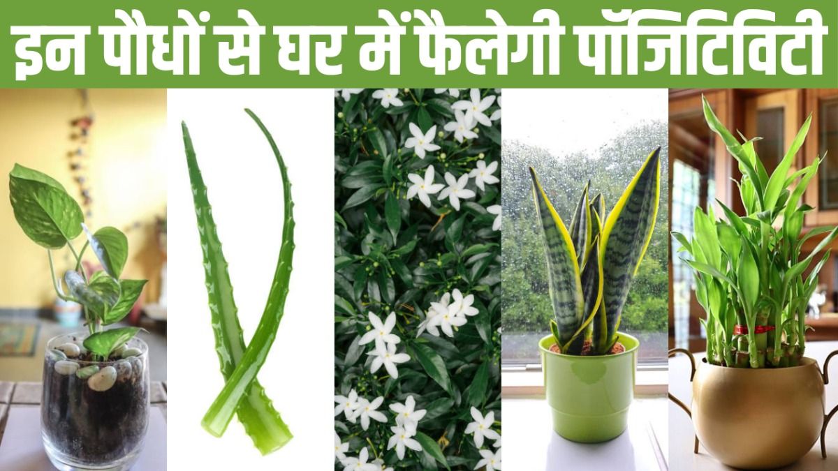 Plants For Postive Energy