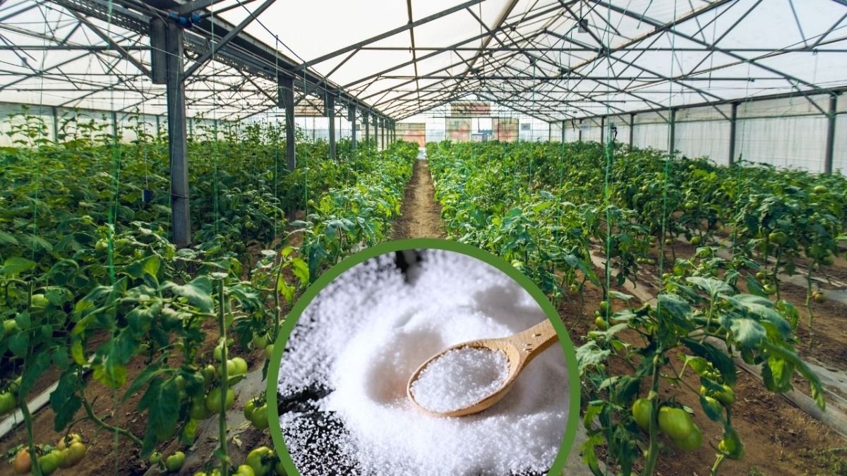 How To Increase plant Growth Faster