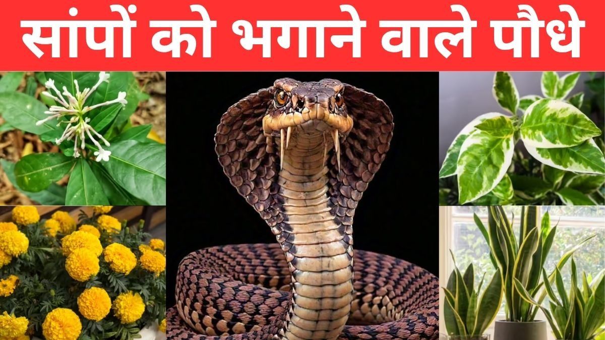 Snake Repellent Plants