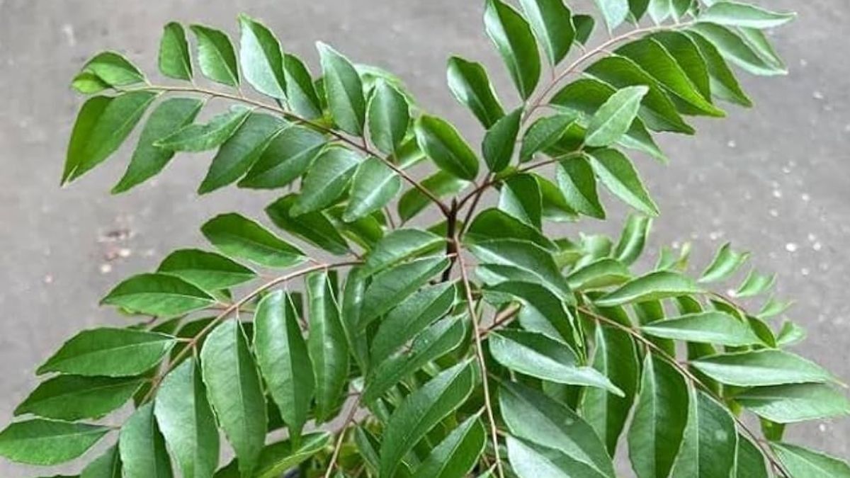 Curry leaf plant