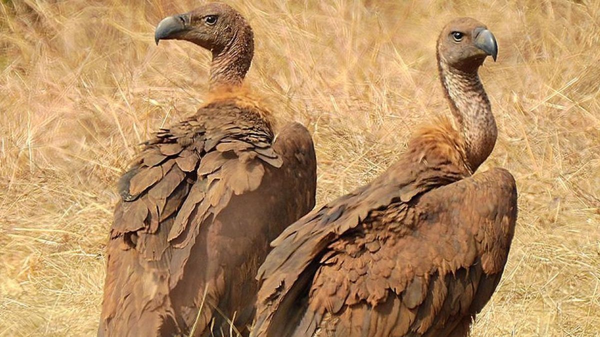 vulture (symbolic photo)