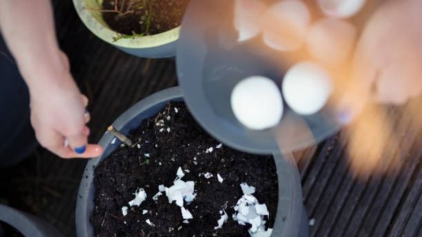 Egg Shell As Fertilizer