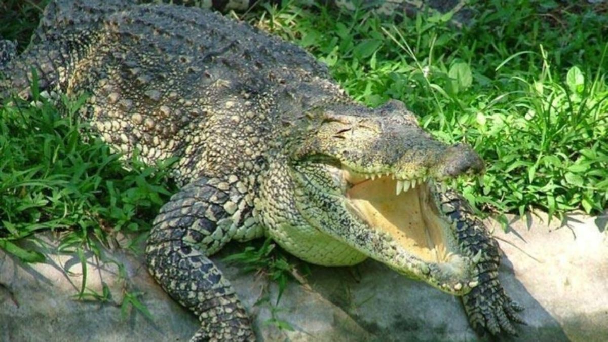  Bombs Exploded on Crocodiles