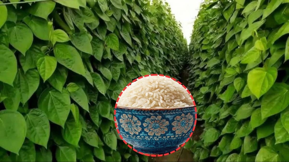 betel leaf gardening tips