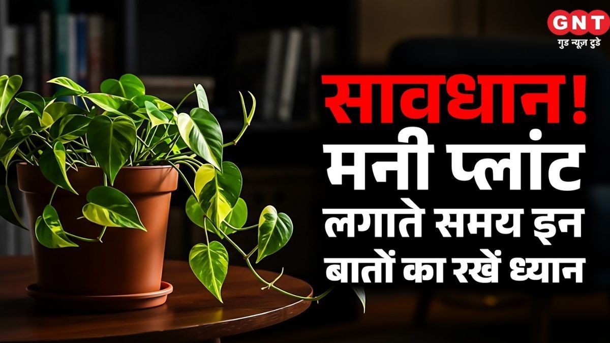 Money Plant Vastu Tips