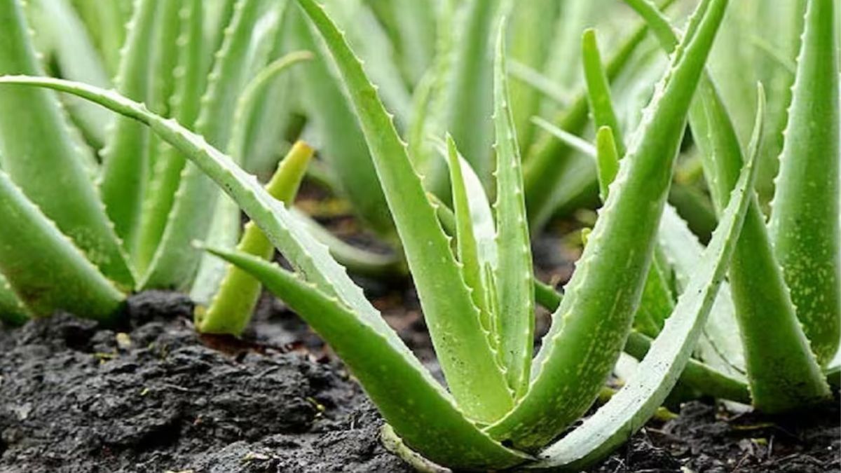 Steps to grow Aloe vera 