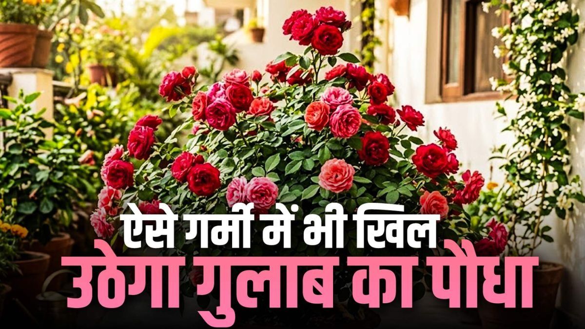 Rose plant Care in Summer