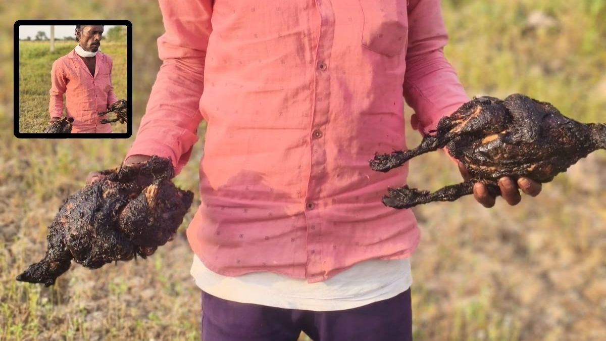 Hamirpur poultry farm fire