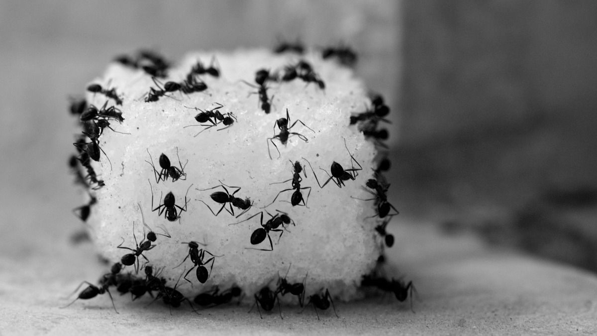 चींटियों से खाने को बचाएं