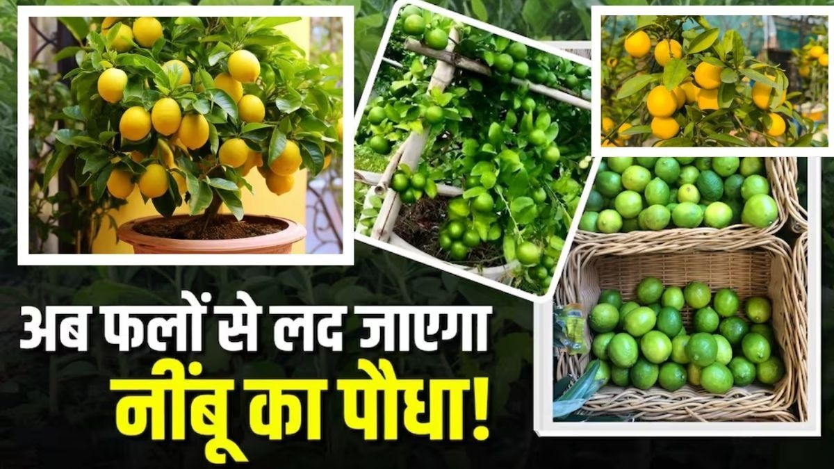 Lemon Gardening Tips