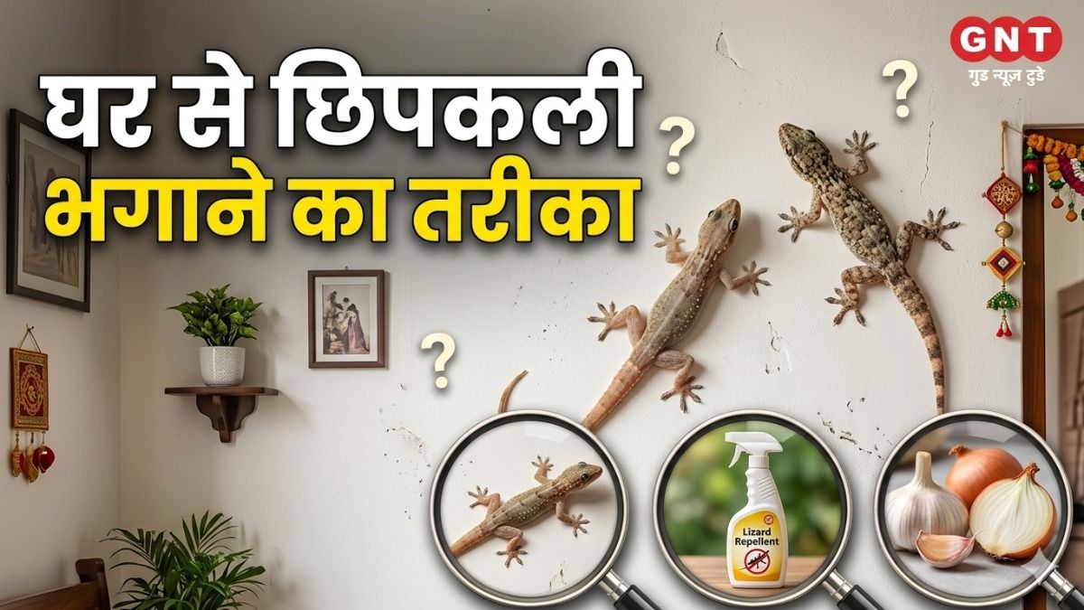  Get Rid of Lizards at Home