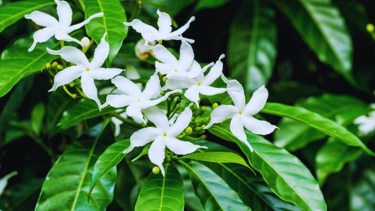 गमले में उगाएं चमेली  