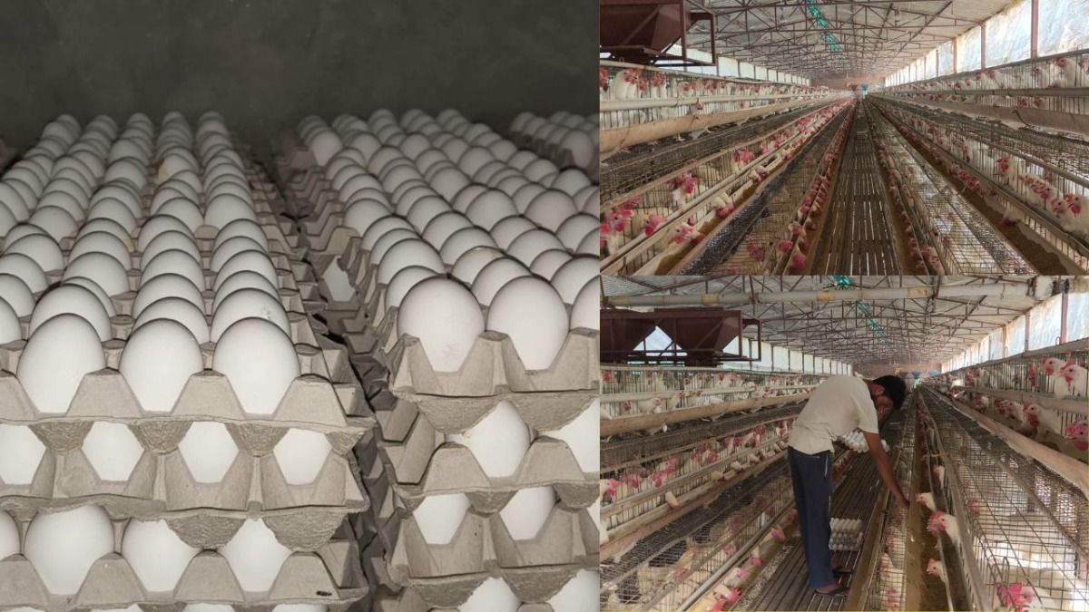egg production in saharanpur