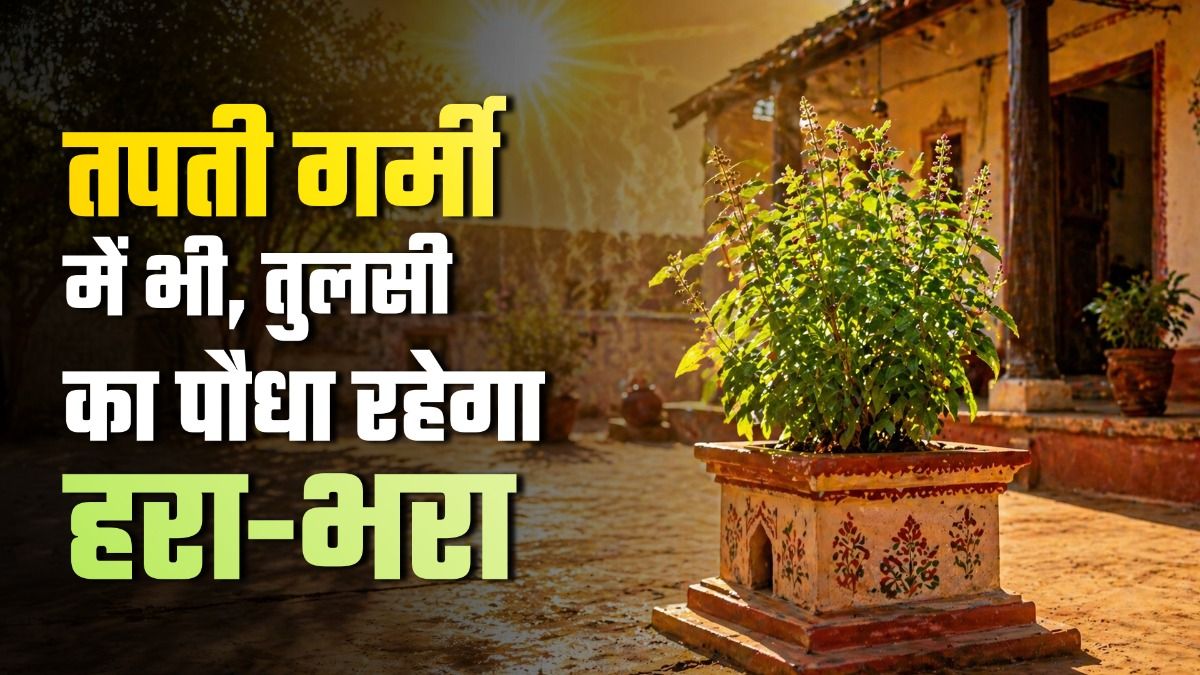 Simple Trick to Keep Tulsi Plant Green