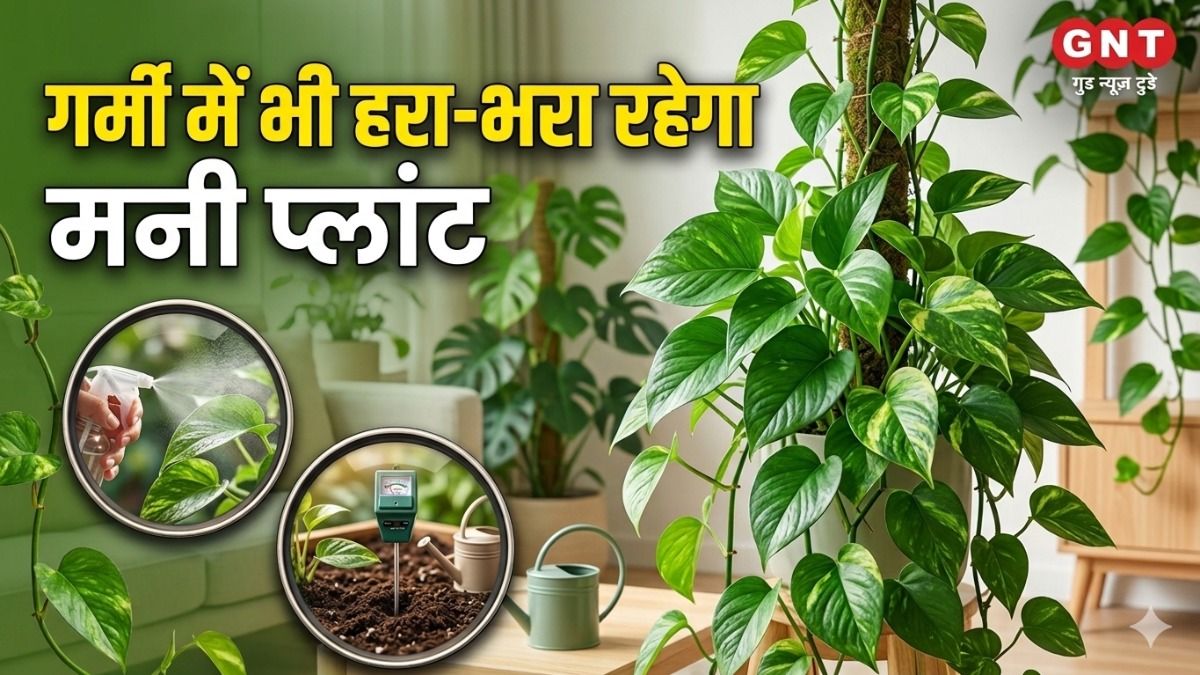 money plant care