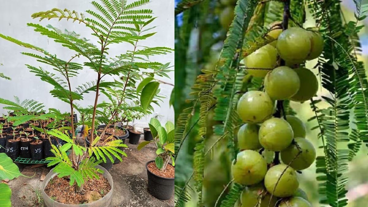 Ghar Par Amla Kaise Ugaye