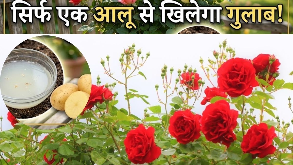 Rose Plant Fertilizer