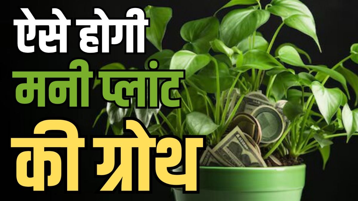 Money Plant Growth Tips