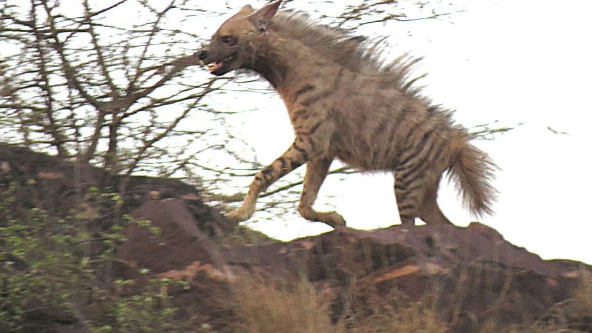 Dholpur WILDLIFE