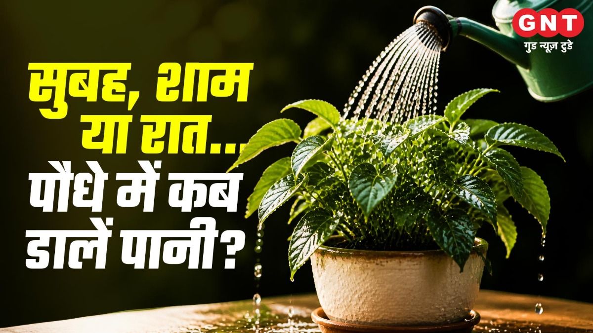 Plant Care Tips