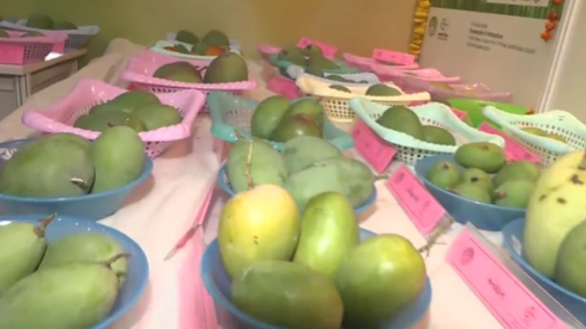 Chemical Free Mango Fest