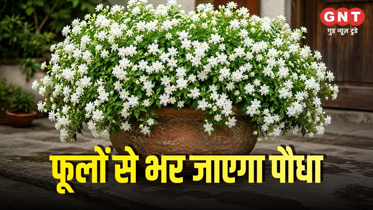 Mogra Plant Care