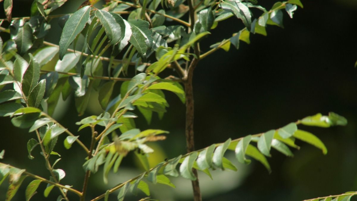 Curry Plant