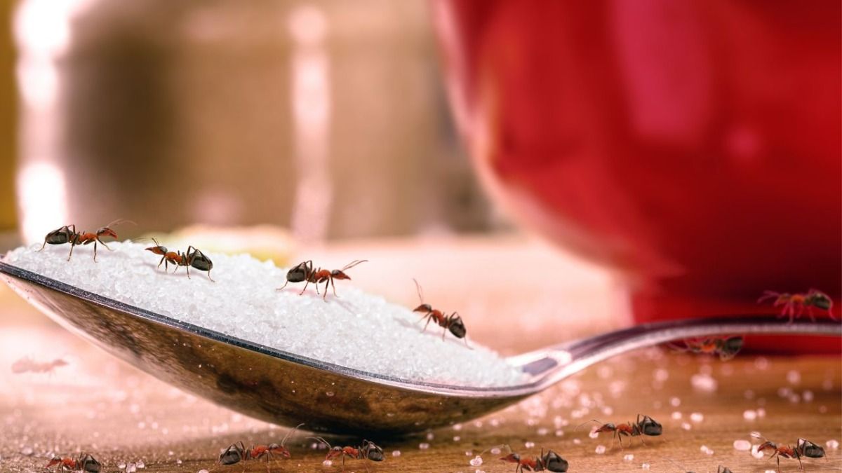 How To Get Rid Of Ants 