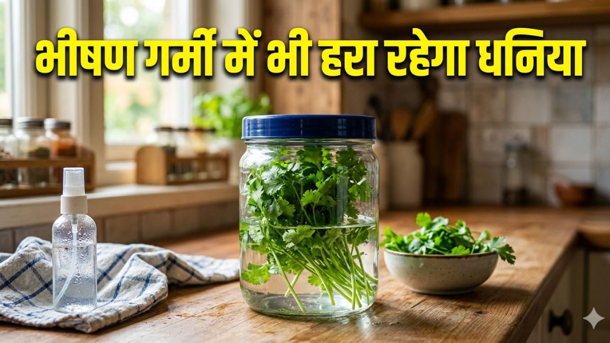 hara dhaniya storage tips