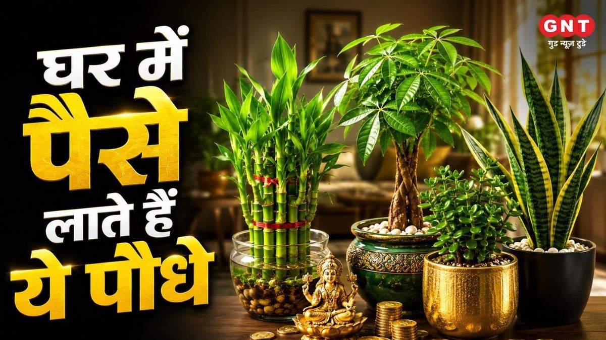 Plants That Attract Money