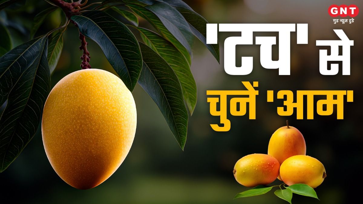Perfect Mango Buying
