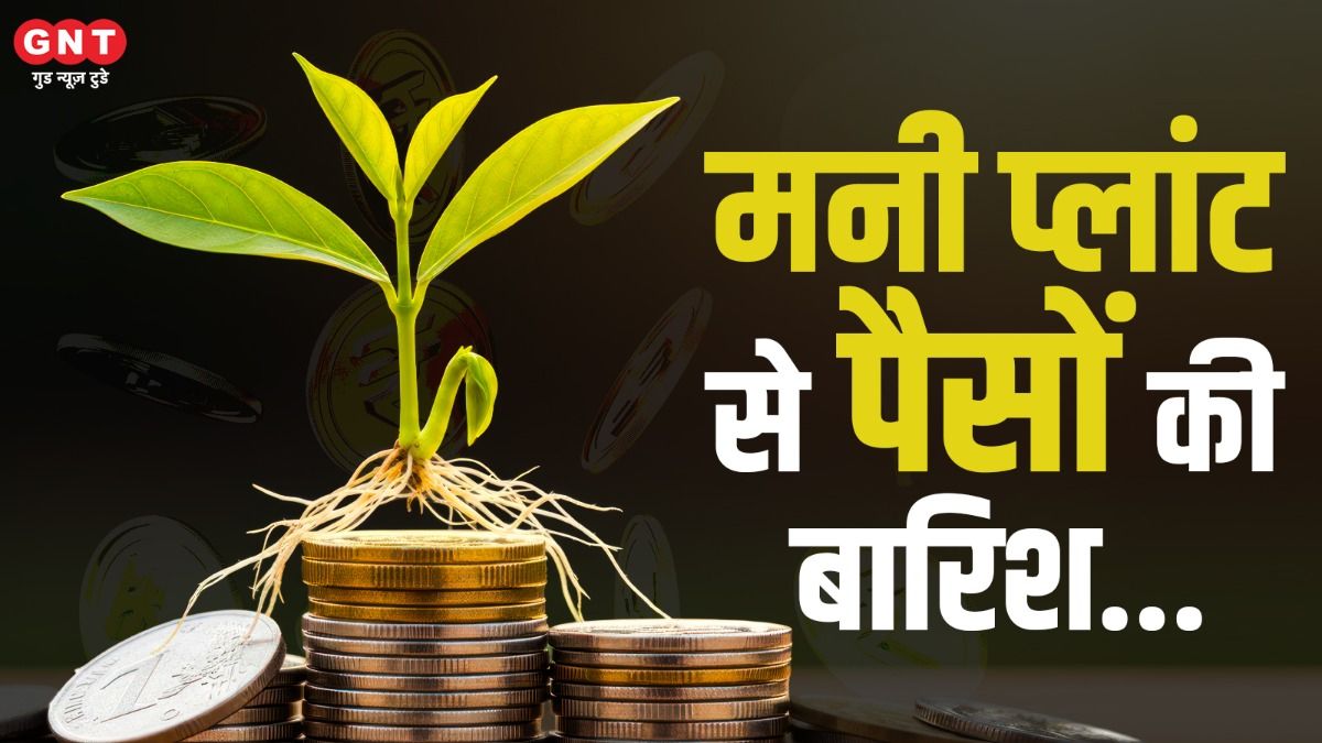 Vastu Tips For Money Plant