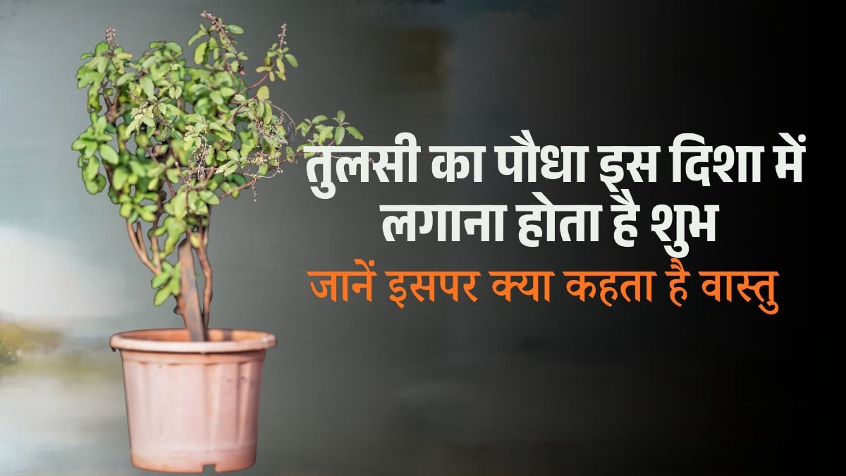Tulsi plant vastu tips