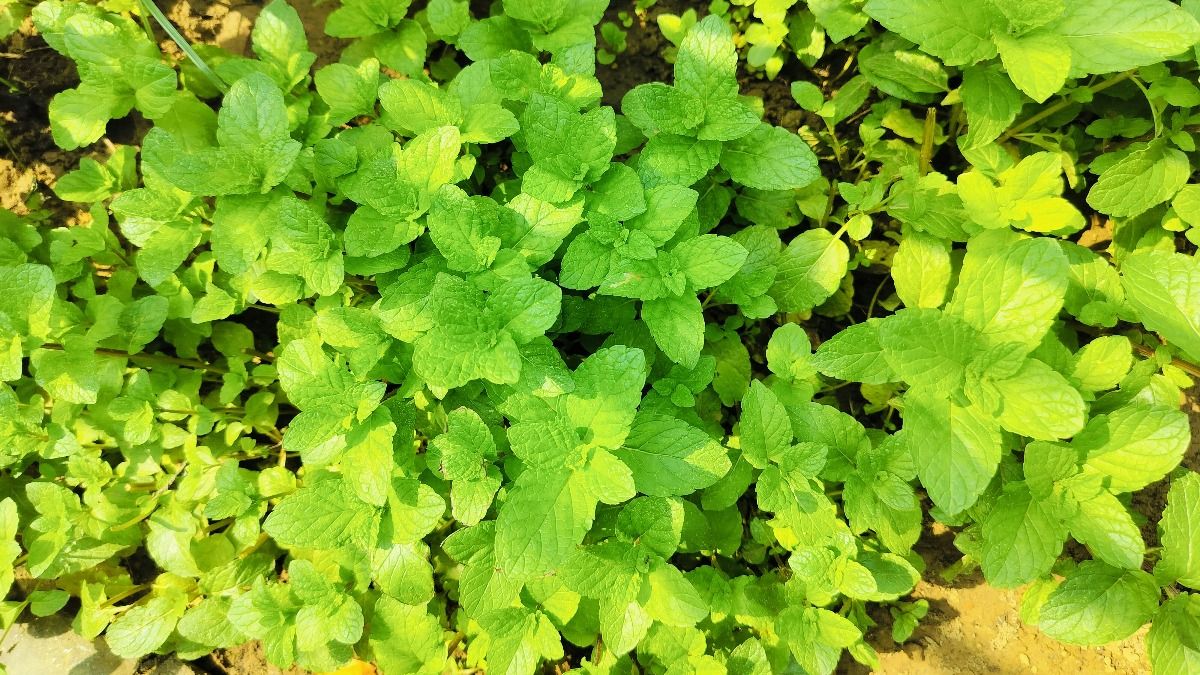 Mint 