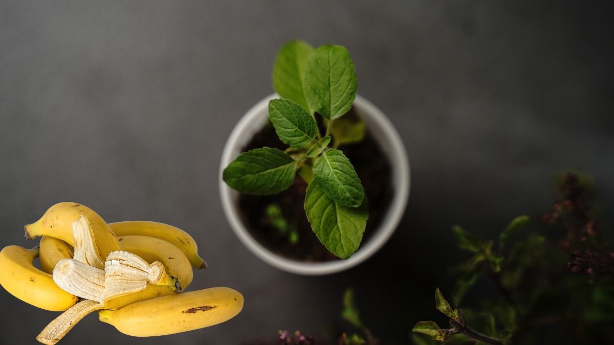 tulsi care tips