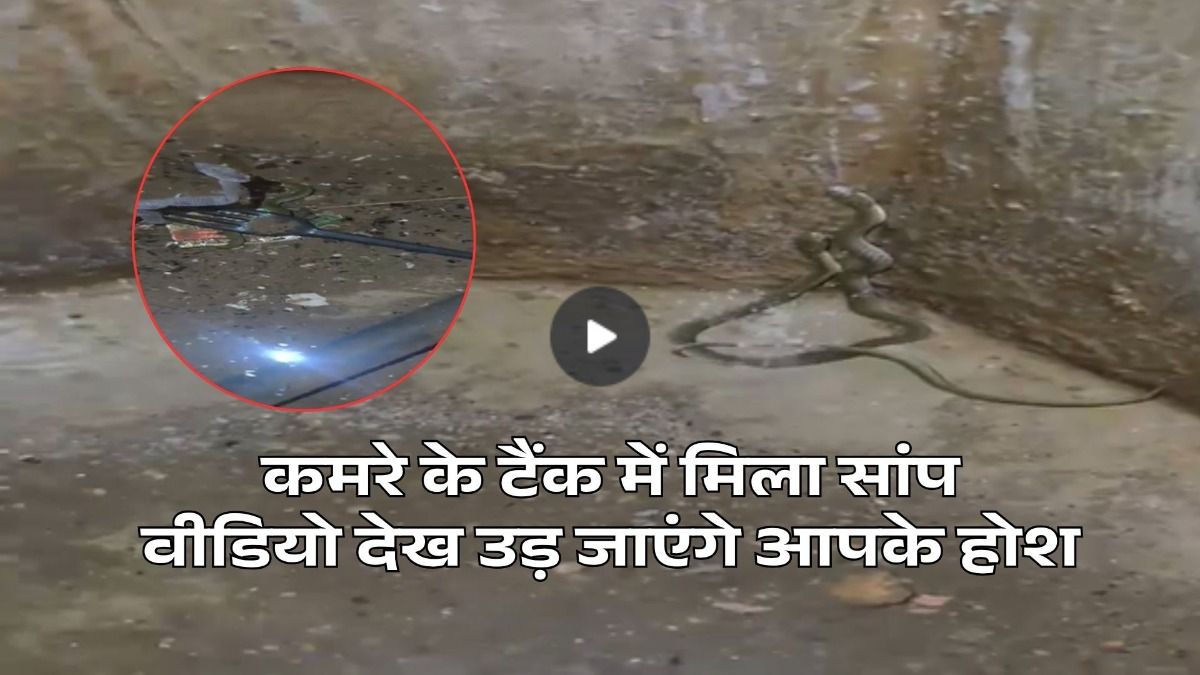 8 फीट गहरे टैंक में 11 सांपों का एक झुंड