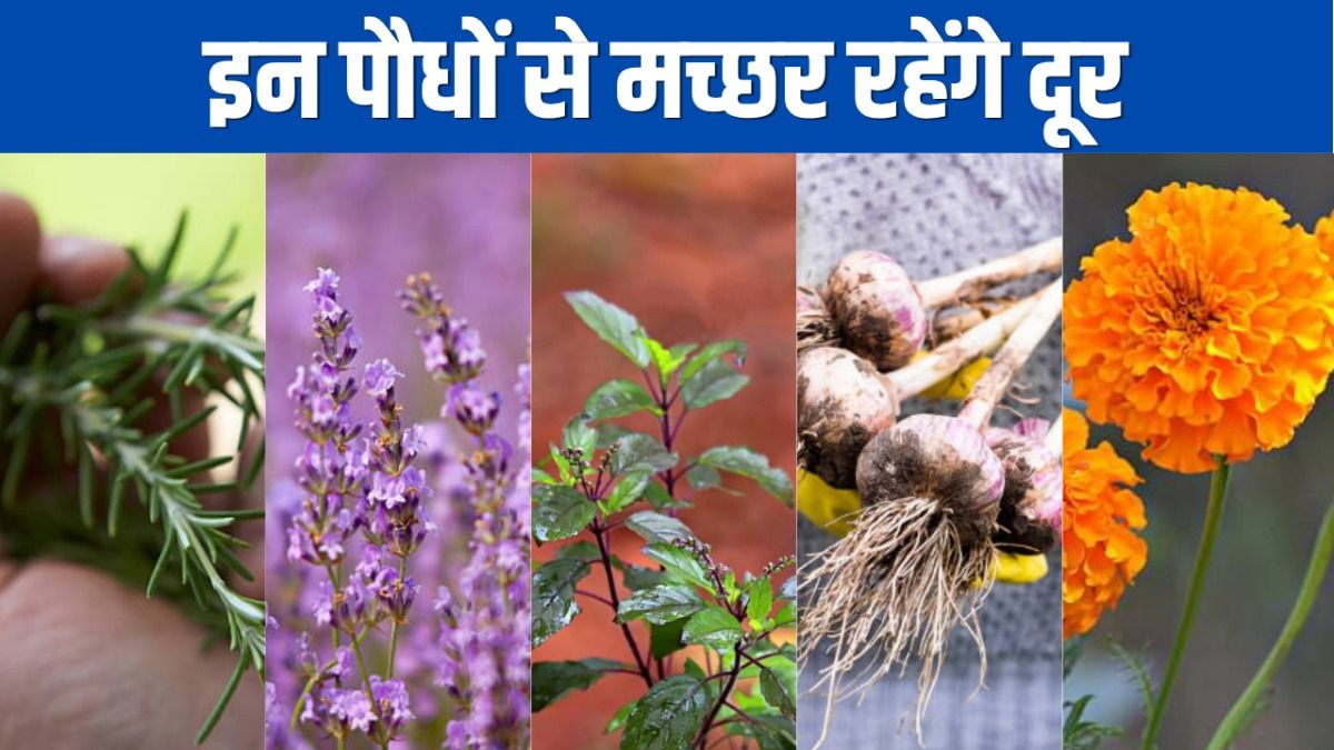 Mosquito Repellent Plant