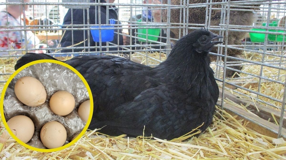 ayam cemani 