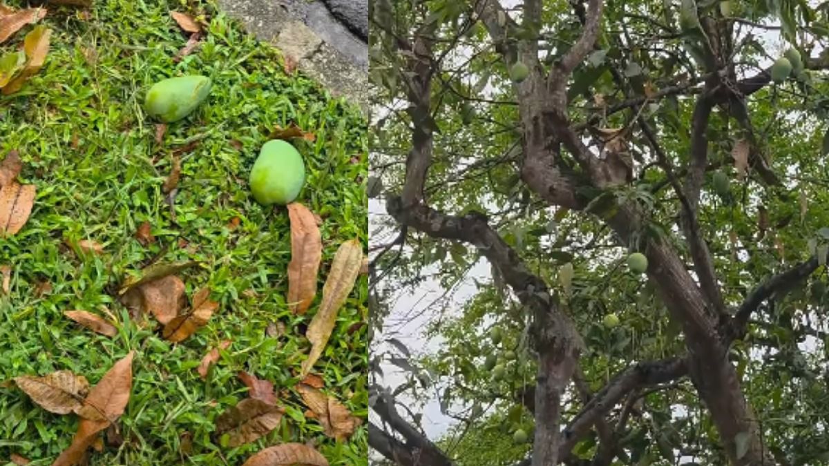 Fallen Mangoes in Singapore