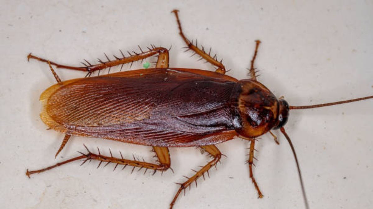 how to get rid of cockroaches