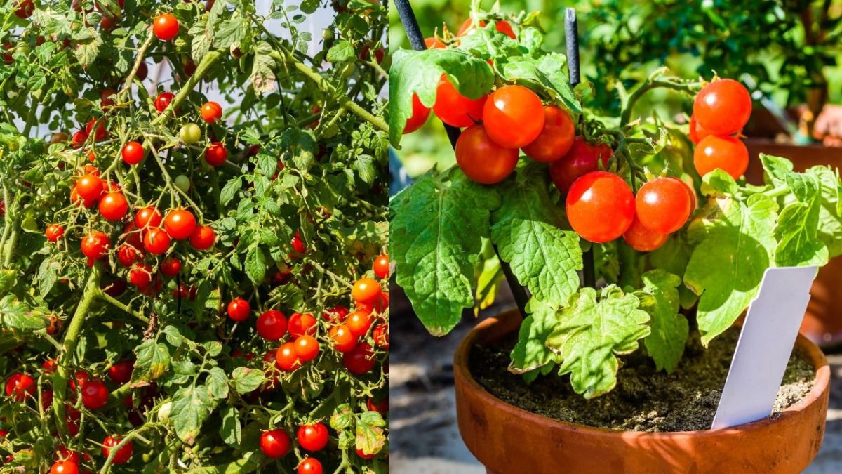 best fertilizer for tomato plant