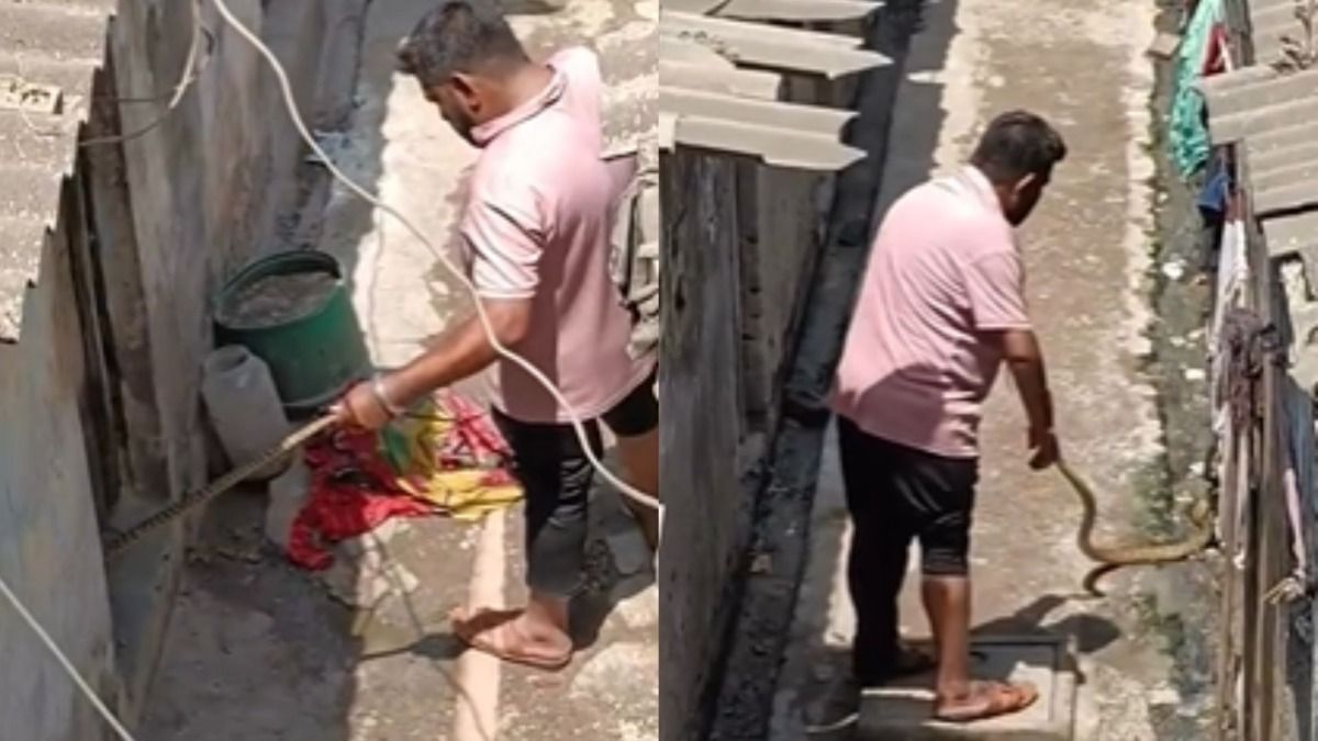 Snake stunt Viral Video